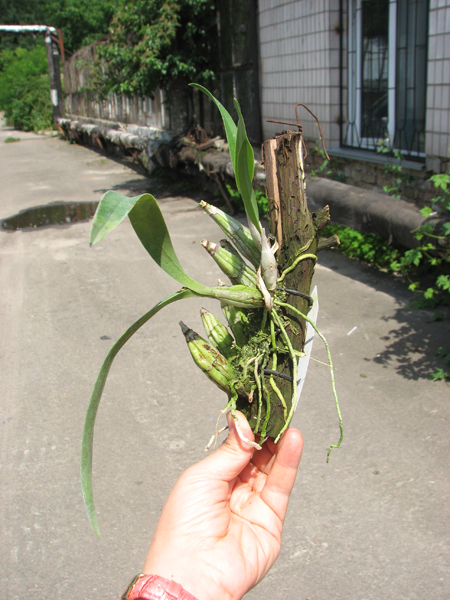 Laelia albida.jpg
