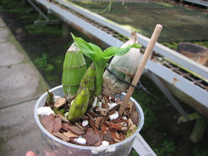 Catasetum tenebrosum.jpg