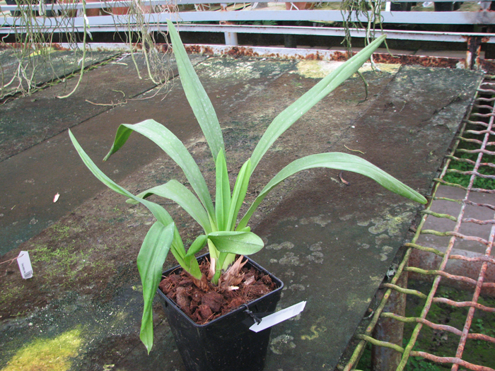 Cymbidium Cascade 'Spring Wind'.jpg