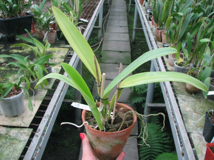 Cattleya labiata coerulea 'Bastiao' x Cattleya labiata coerulea 'Lourival'.JPG