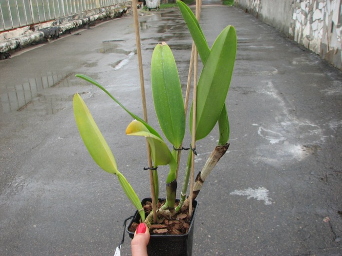 Cattleya labiata coerulea 'Bastiao' x Cattleya labiata coerulea 'Lourival'.JPG