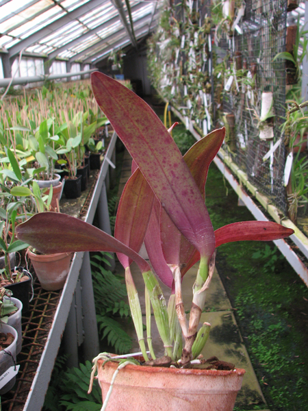 Laeliocattleya Statteriana (Laelia perrinii x Cattleya Labiata).jpg