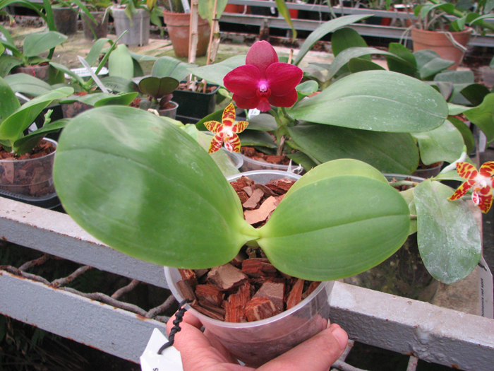 Phalaenopsis KS Red Zebra x (Texes Jewel-tetraspis).jpg