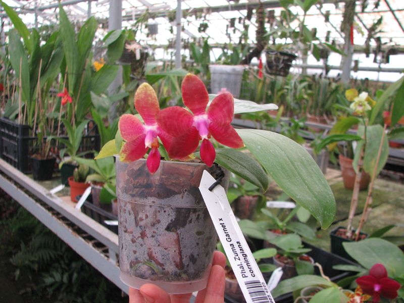 Phalaenopsis Zuma Garnet x corningiana.jpg