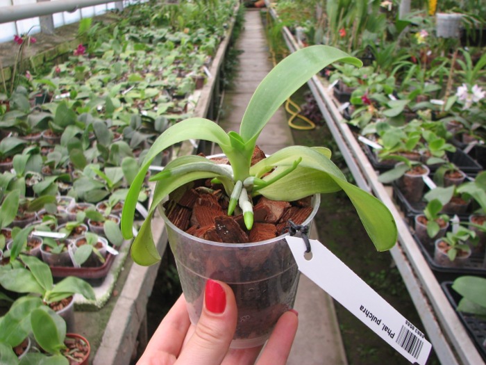 Phalaenopsis pulchra.JPG