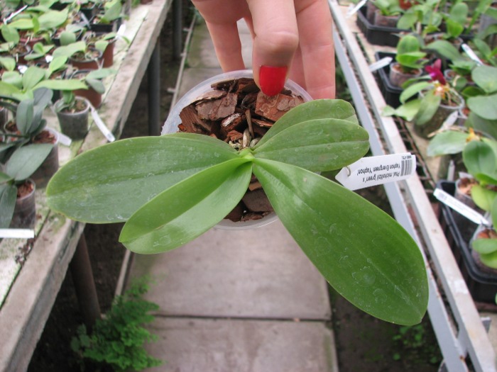 Phalaenopsis micholitzii 'green' x Yaphon Evergreen 'Yaphon'.JPG