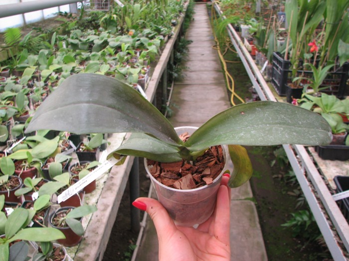 Phalaenopsis Brother Peoker 'BL' x gigantea.JPG