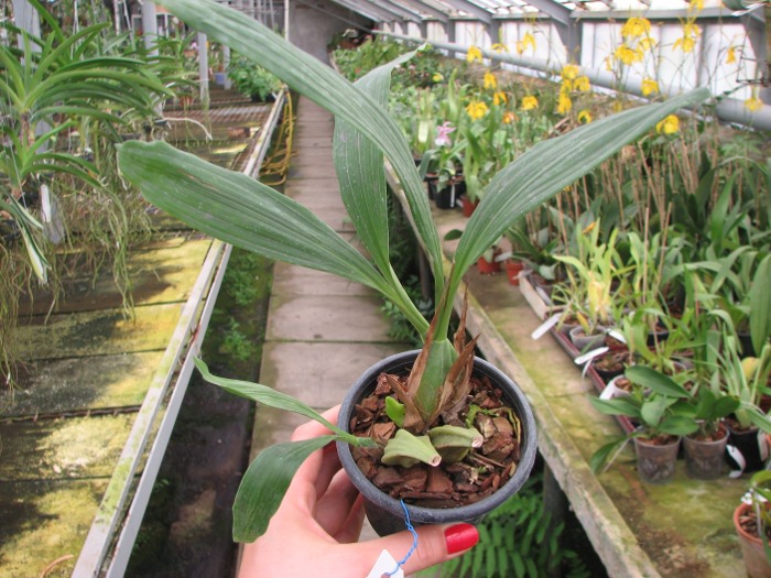 Coelogyne merrillii.JPG