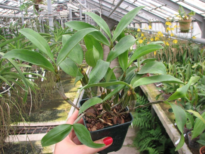 Dendrobium farmeri.JPG