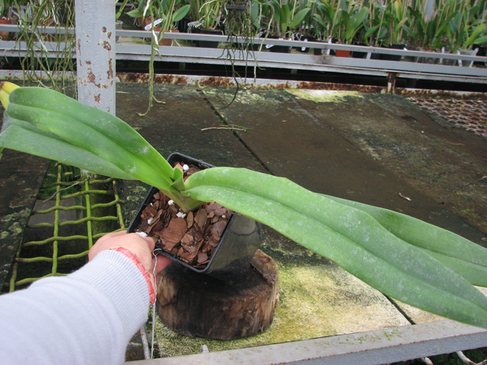 Paphiopedilum stonei 'In-Charm' x self.jpg