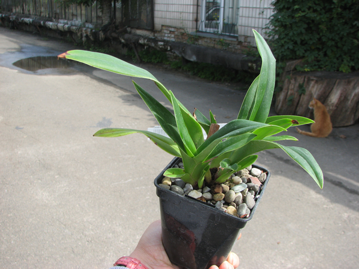 Phragmipedium Eric Young (longifolium x besseae).jpg