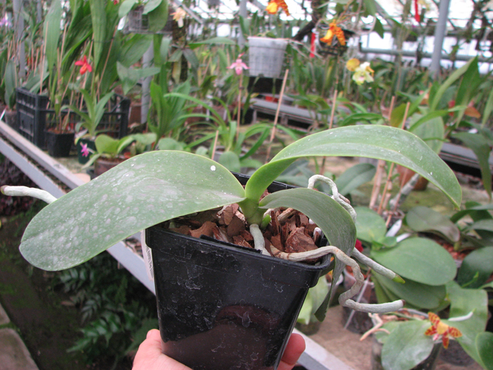 Phalaenopsis Natasha 'Aiko'.jpg