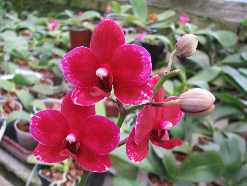 Doritaenopsis Taisuco Micky.jpg