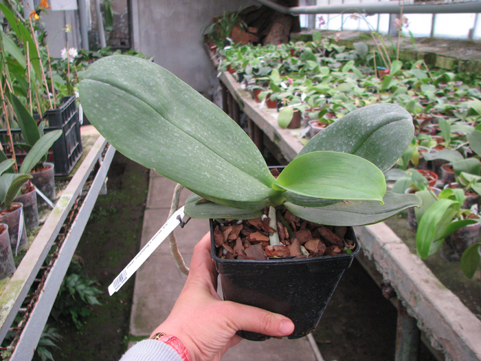 Phalaenopsis Fusheng's World 'FS'.jpg