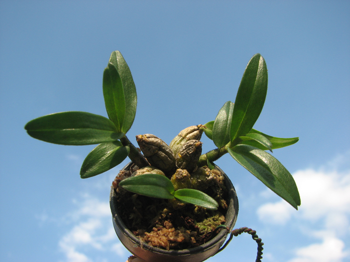 Dendrobium christyanum.jpg