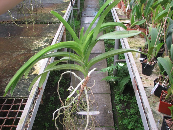 Vanda Kasem's Delight x Vanda Patcharee's Delight.JPG