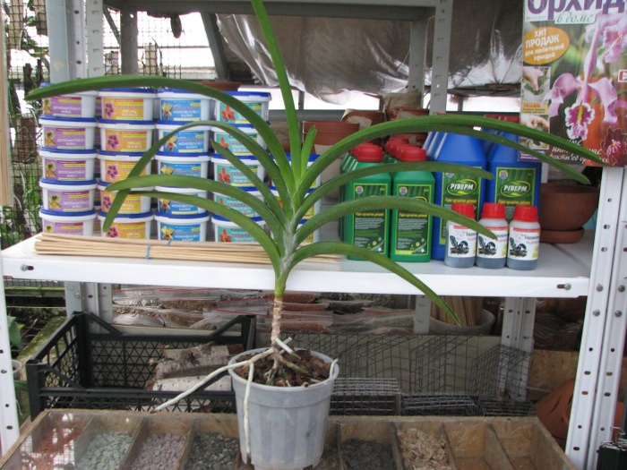 Vanda Pranermprai x Vanda Tarab Waxy.JPG