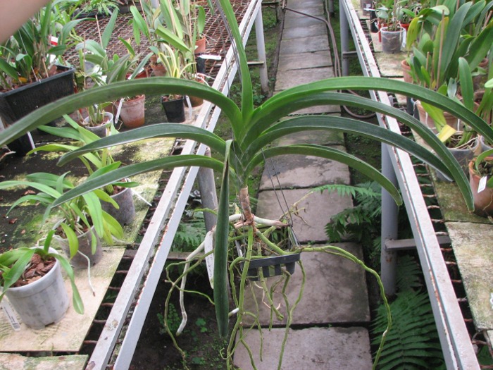 Vanda Chaiya x Vanda Sankamphaeng.JPG