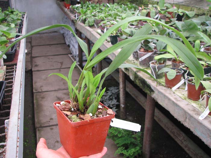 Maxillaria lepidota.jpg