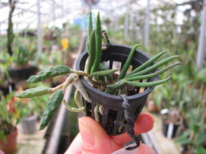 Dendrobium cucumerinum.JPG