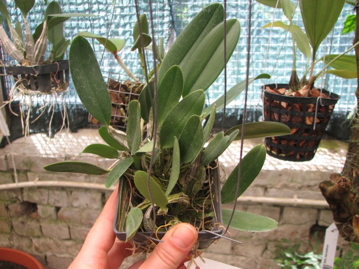 Dendrobium aggregatum.JPG
