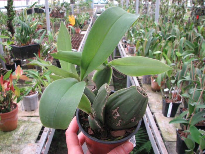 Rossioglossum 'Rawdon Jester' (Rossioglossum grande x Rossoiglossum williamsianum).JPG