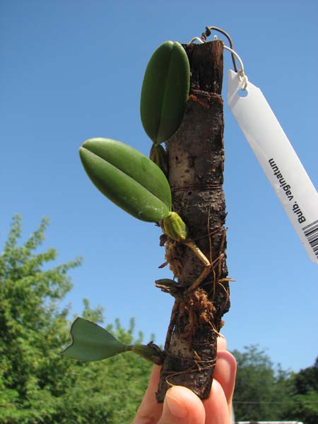 Bulbophyllum vaginatum.jpg