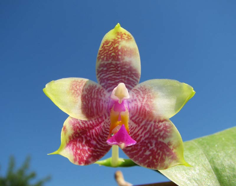 Phalaenopsis amboinensis x Phalaenopsis Penang Girl.jpg