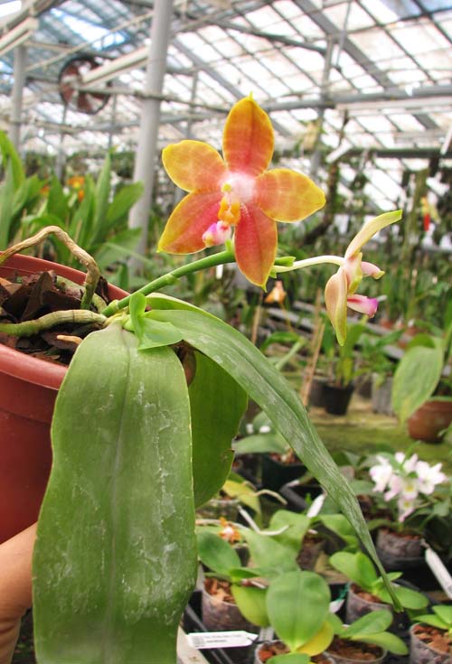 Phalaenopsis amboinensis x Phalaenopsis Penang Girl.jpg