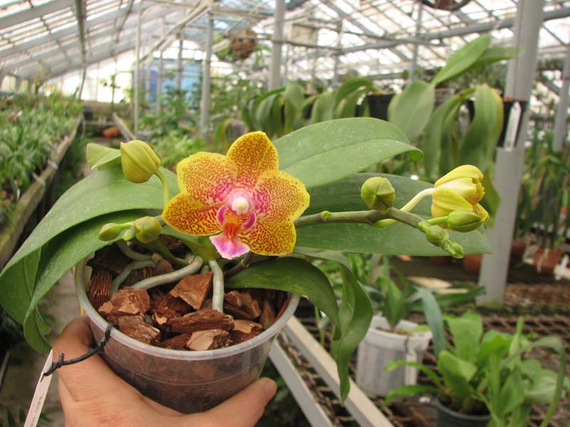 Phalaenopsis Nobby's Pumpkir 'JA4'.jpg