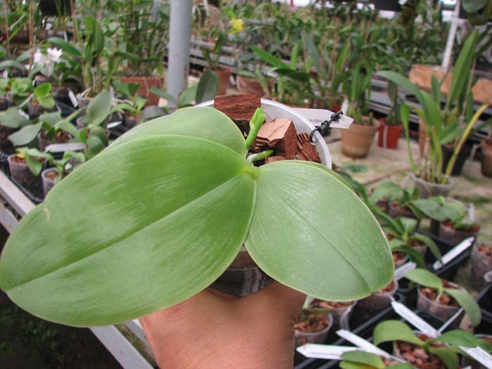 Phalaenopsis Ld Bellina Eagle x Prima.jpg