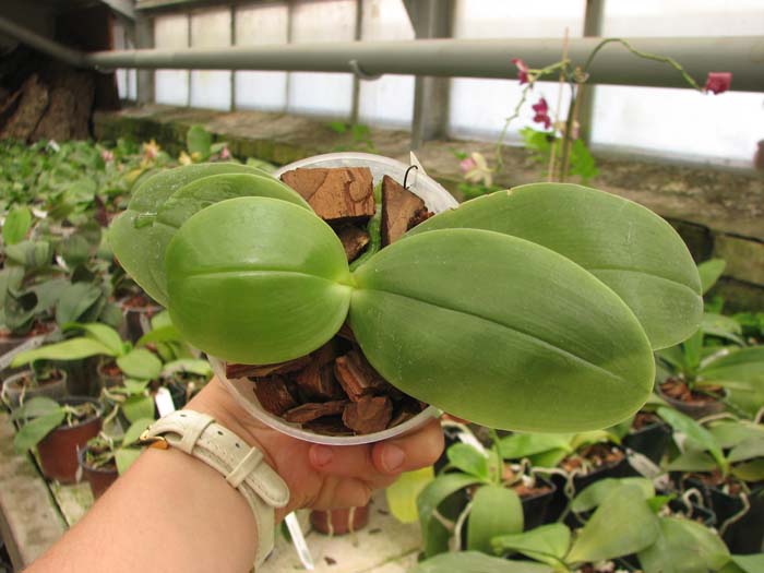 Phalaenopsis bellina x KS Happy Eagle.jpg