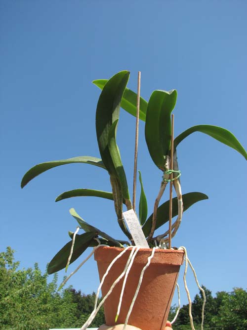 Brassavola digbyana x Cattleya Little Oliver.jpg