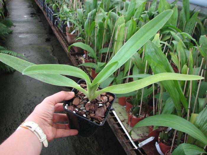 Paphiopedilum Jerry Spence (Berenice '3759A' х rothschildianum 'Nan').jpg