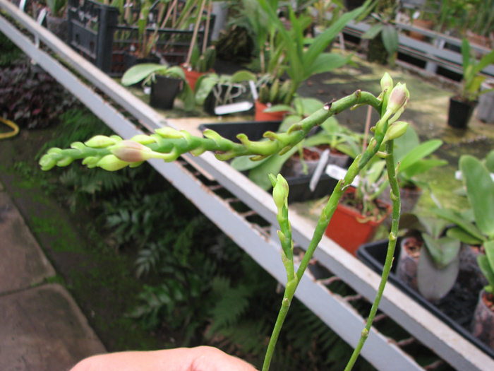 Phalaenopsis tetraspis.jpg