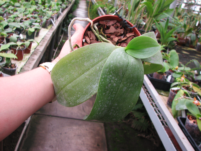 Phalaenopsis Mok Choi Yew (gigantea x violacea).jpg