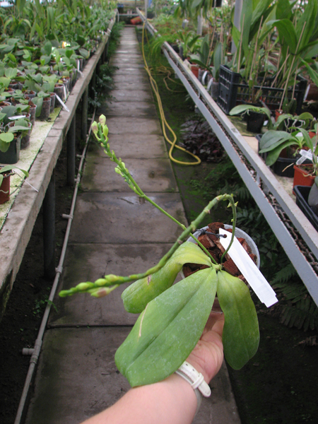 Phalaenopsis tetraspis.jpg