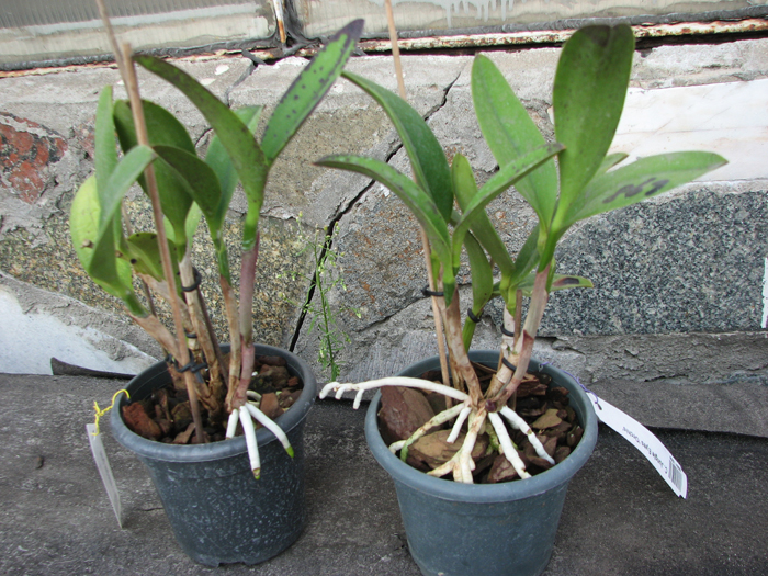 Cattleya Jungle Eyes 'ORCHIS'.jpg