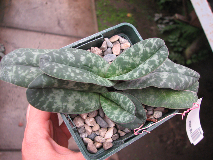 Paphiopedilum bellatulum.jpg