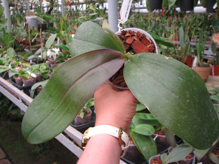 Phalaenopsis gigantea x Golden Peoker 'BL'.jpg
