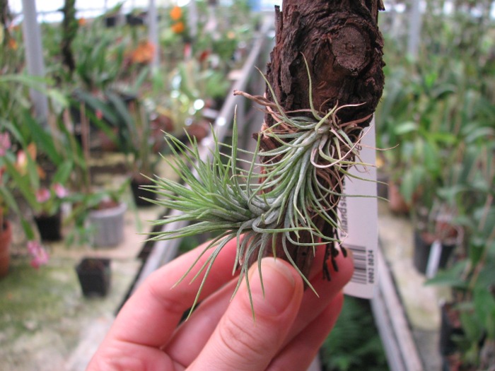 Tillandsia funkiana.JPG