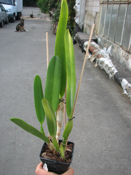 Laelia lobata var alba plena.jpg