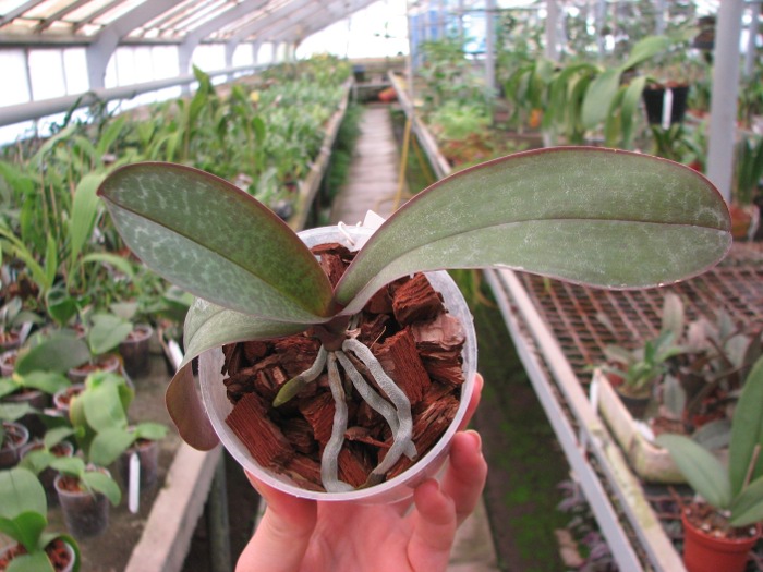 Phalaenopsis stuartiana yellow x sib.JPG
