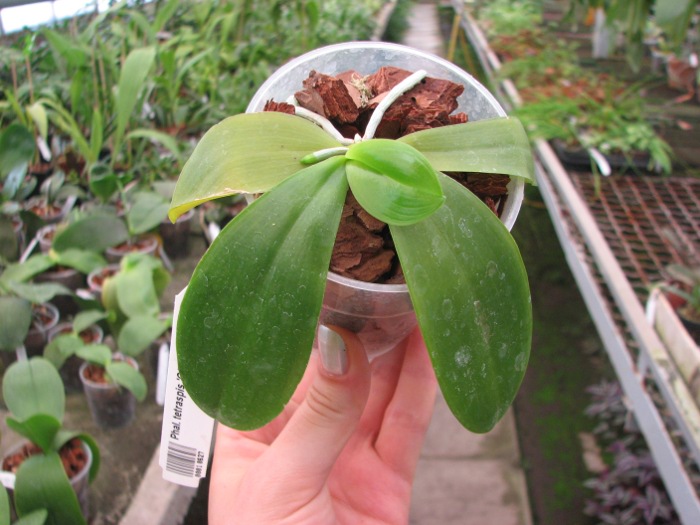 Phalaenopsis tetraspis 'C#1'.JPG