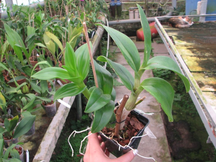 Dendrobium Betty.JPG