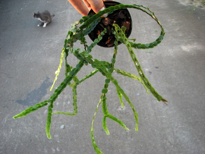 Lycopodium nummularifolium.JPG