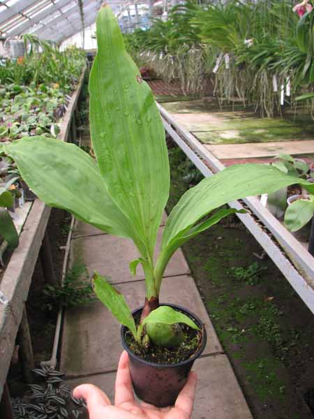 Lycaste lasioglossa.jpg