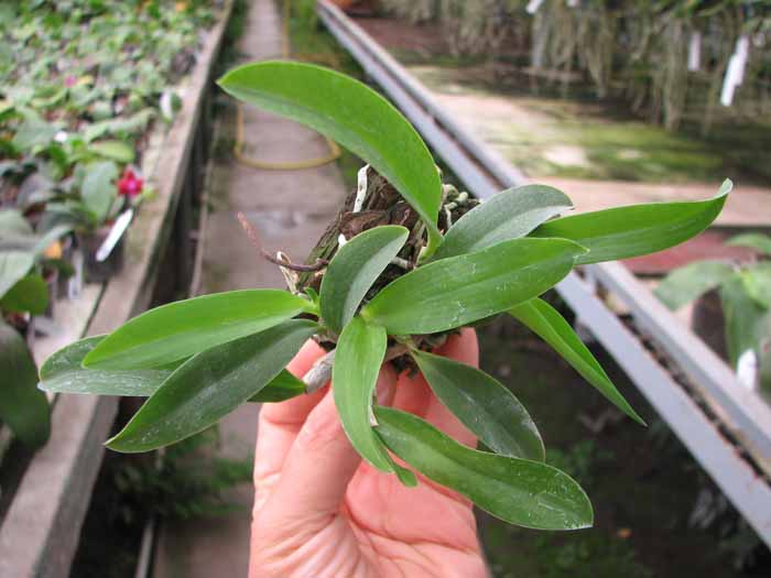 Laelia alaori escura x self.jpg