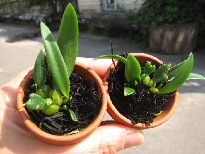 Bulbophyllum tingabarinum.jpg