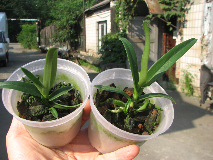 Sarcochilus fitzgeraldii x Fitzhart.jpg